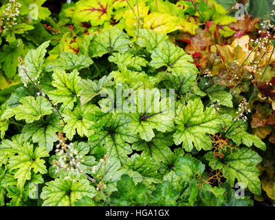 Heucherella 'Kimono' - cloches mousseuse Banque D'Images