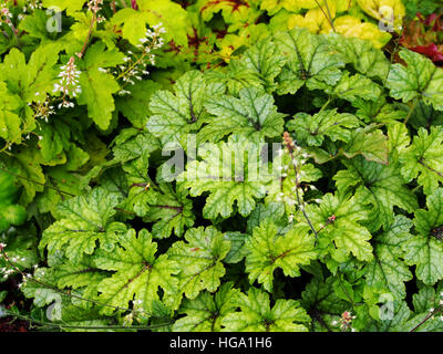 Heucherella 'Kimono' - cloches mousseuse Banque D'Images