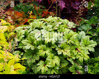 Heucherella 'Kimono' - cloches mousseuse Banque D'Images