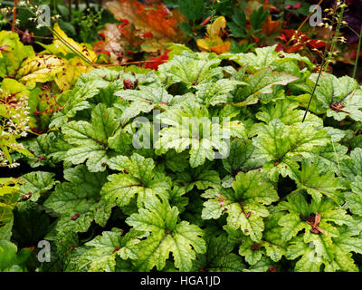 Heucherella 'Kimono' - cloches mousseuse Banque D'Images