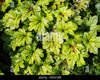 Heucherella 'Kimono' - cloches mousseuse Banque D'Images