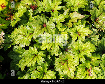 Heucherella 'Kimono' - cloches mousseuse Banque D'Images