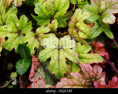 Heucherella 'Kimono' - cloches mousseuse Banque D'Images