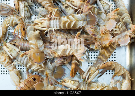 Crevettes mantis vit dans une boîte de métal du marché aux poissons de Catane, Sicile. Banque D'Images