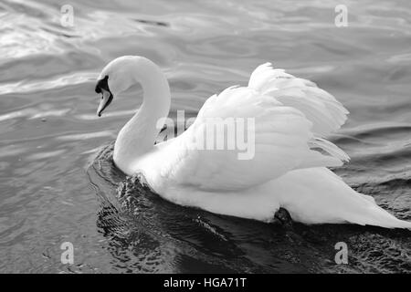 Sur Swan River dans Wroxham Norfolk UK Monochrome Banque D'Images