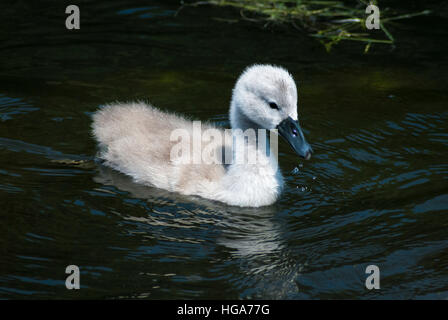 Un close up image paysage d'un cygne muet cygnet dans le soleil d'été. Banque D'Images