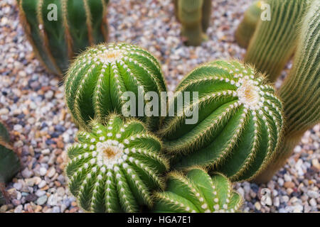 Cactus poussant dans rock bed, Flower,Cactus, Plantes Succulentes Banque D'Images