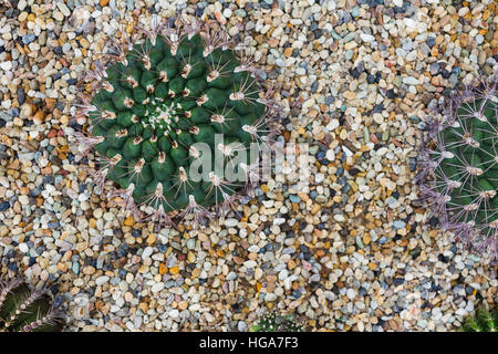 Cactus poussant dans rock bed, Flower,Cactus, Plantes Succulentes Banque D'Images