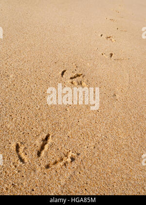 Macro Close up d'une mouette footprints tracé sur la plage sable humide avec des perspectives Banque D'Images