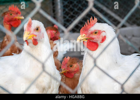 Deux poulets ou poules blanches à l'intérieur d'un poulailler ou poulailler vu à travers le fil de poulet. Banque D'Images