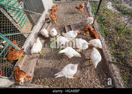 Des poulets ou poules dans un poulailler ou poulailler dans une zone rurale. Banque D'Images