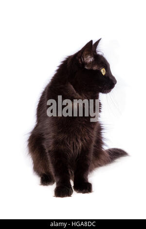 Angora Turc chat noir avec des cheveux longs à la recherche sur le côté isolé sur fond blanc. Banque D'Images