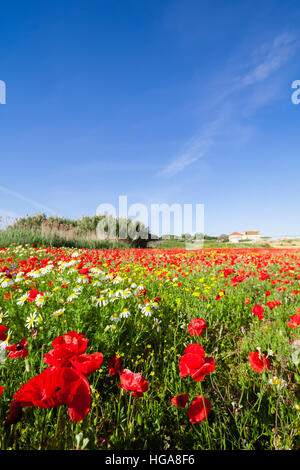 Paysage de printemps avec un champ de coquelicots rouges et un ciel bleu avec des nuages blancs. Méditerranée, l'Europe. Banque D'Images