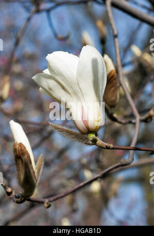 La direction générale de magnolia blanc avec des fleurs de printemps et les bourgeons gros plan sur arrière-plan flou Banque D'Images