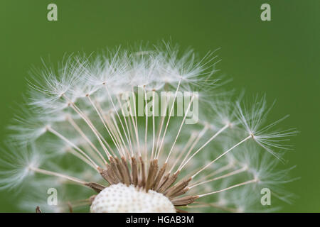Le pissenlit officinal (Taraxacum sect. Ruderalia), inflorescence Banque D'Images