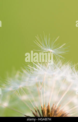 Le pissenlit officinal (Taraxacum sect. Ruderalia), inflorescence Banque D'Images