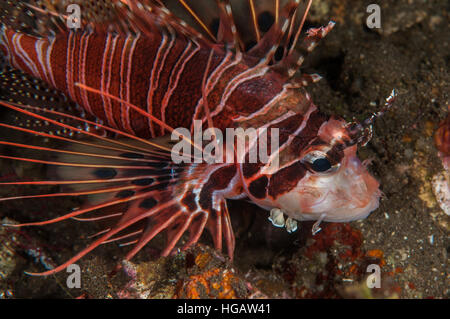 Broadbarred firefish (Pterois antennata), Bali, Indonésie Banque D'Images