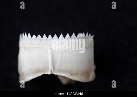 Dans les dents de la mâchoire inférieure d'un petit emporte-pièce, requin Isistius brasiliensis, retrouvés dans l'estomac d'un espadon broadbill Banque D'Images