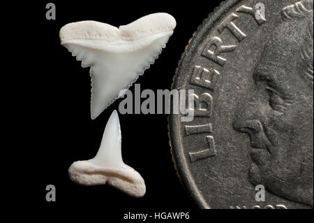Supérieure et inférieure (dents) de requin soyeux, Carcharhinus falciformis, à côté de U.S. quart (25 cents) pour la comparaison de taille Banque D'Images