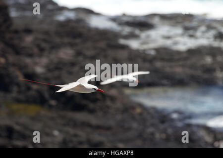 Red-queue (Phaethon rubricauda) en vol au dessus de Kilauea Point, le point le plus au nord de Kauai, Hawaii, USA. Banque D'Images