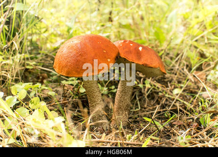 champignons Banque D'Images