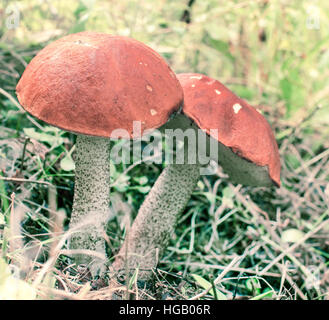 Les champignons de Paris Banque D'Images