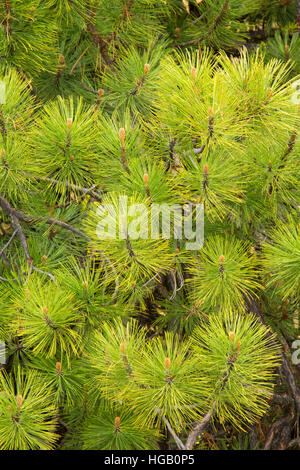 Le pin ponderosa (Pinus ponderosa) aiguilles le long service Butte Trail, forêt nationale de Deschutes, Oregon Banque D'Images