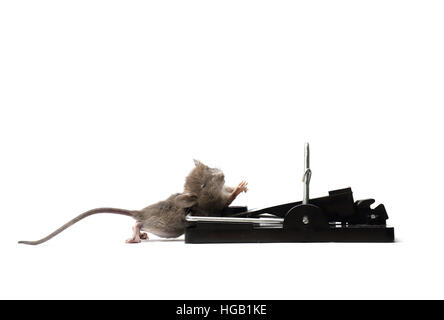 Souris commune, Mus musculus, capturés et tués dans un piège à ressort. Photographié sur un fond blanc et préparé pour la découpe. Banque D'Images