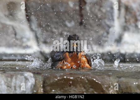 Merle d'Amérique Turdus migratorius splashing in water Banque D'Images