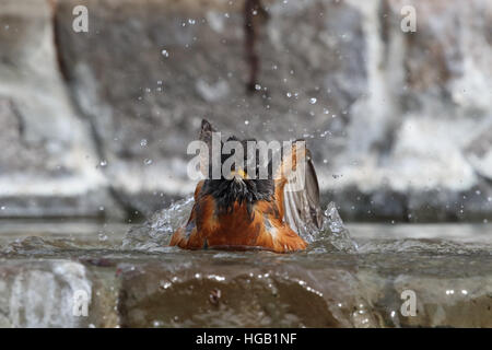 Merle d'Amérique Turdus migratorius splashing in water Banque D'Images