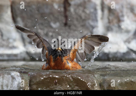 Merle d'Amérique Turdus migratorius splashing in water Banque D'Images