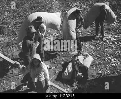 Le travail familial à temps de préparation du coton dans une ferme près de Coolidge, Arizona, 1940. Banque D'Images