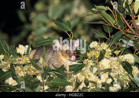 Common brushtail possum Trichosurus vulpecula se nourrissant de blossom Banque D'Images