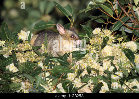 Common brushtail possum Trichosurus vulpecula se nourrissant de blossom Banque D'Images