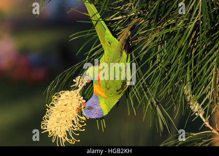 Rainbow lorikeet Trichoglossus haematodus se nourrissent d'une fleur jaune bottlebrush callistemon ou Banque D'Images