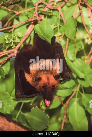 Flying Fox indien ou plus, les Indiens(pteropus giganteus), perchoirs dans un arbre pendant la journée,Rajasthan, Inde Banque D'Images