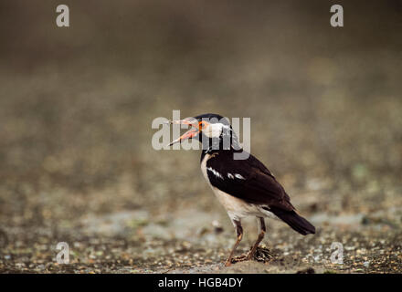 Pied, Myna(Gracupica contra),ou asiatique Pied Starling,avec bec grand ouvert pour refroidir,Parc national de Keoladeo Ghana,Inde,Rajastha Banque D'Images