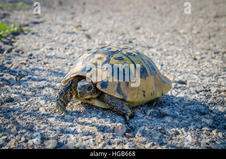 Petite Tortue traversant une route de campagne en Grèce, Europe Banque D'Images