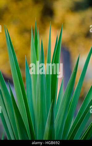 Gros plan artistique de Yuca plante avec des feuilles longues et belles bokeh jaune, Italie, Europe Banque D'Images