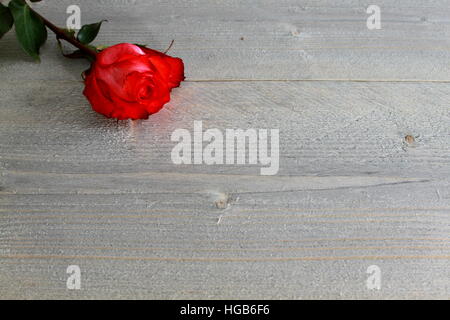 Rose rouge avec strunk et épines sur fond de bois vintage Banque D'Images