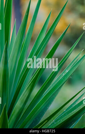 Gros plan artistique de Yuca plante avec des feuilles longues et belles bokeh jaune, Italie, Europe Banque D'Images