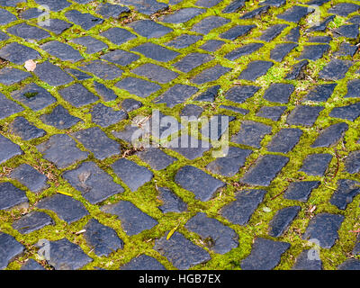 Pavage en pierre sombre avec Moss entre de plus en plus. Pavage en pente de pierre mouillée chacun séparé par des mousses d'un vert vif. Jardim José do Canto, Ponta Delga Banque D'Images