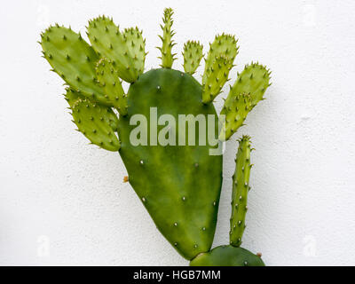 Oponce de germination. Une barbarie contre un mur blanc faire jaillir de nouvelles branches épineuses de la branche principale. Banque D'Images
