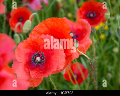 Coquelicots rouges. Une grappe de coquelicots rouges en pleine floraison dans un fossé sur le côté de la route. Banque D'Images