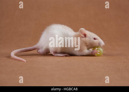 Rat bébé avec un morceau d'un raisin Banque D'Images