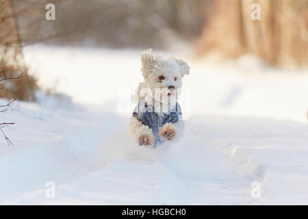 Bichon havanais blanc chien qui court dans la neige en hiver dans le parc Banque D'Images