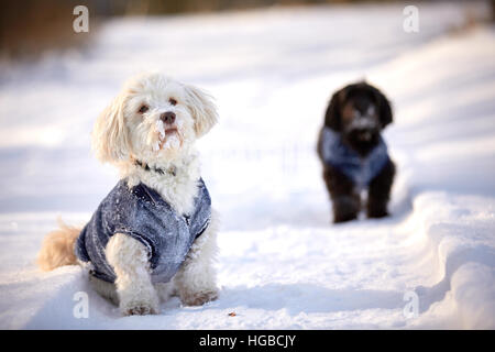 Chien Bichon Havanais attente et d'ennui dans la neige en hiver dans le parc à l'extérieur Banque D'Images