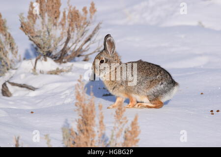 Petit lapin fait avec précaution son chemin vers son antre. Banque D'Images