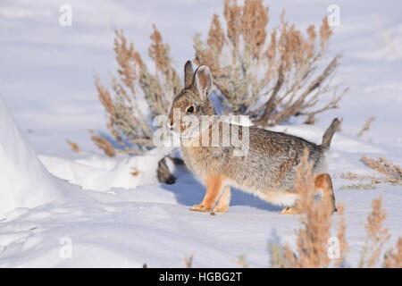 Soigneusement Lapin faisant son chemin vers son antre. A un beau manteau d'hiver, et le trempage dans la lumière du soleil sur cette journée ensoleillée. Banque D'Images