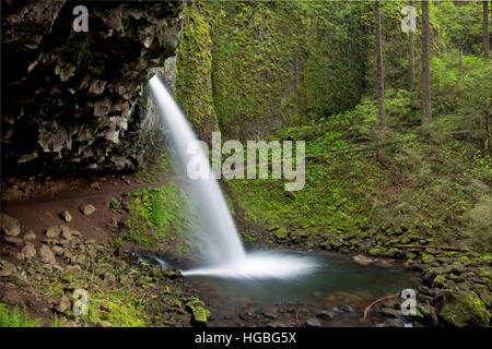 Ou02198-00...OREGON - Queue de Falls, (également connu sous le nom de la Prêle Falls), dans la gorge du Columbia National Scenic Area. Banque D'Images